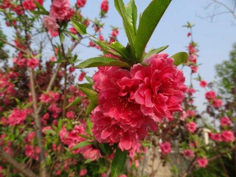 红花碧桃