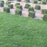 黑麦草草坪