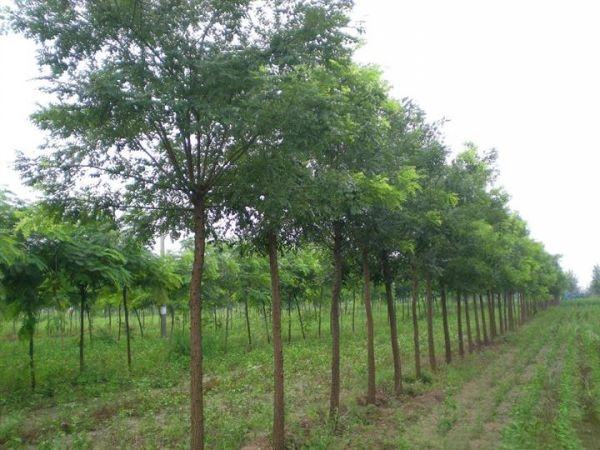 20公分国槐在苗圃中整齐排列,树干笔直,树冠饱满 20公分国槐苗木种植园