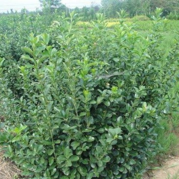 冬青
