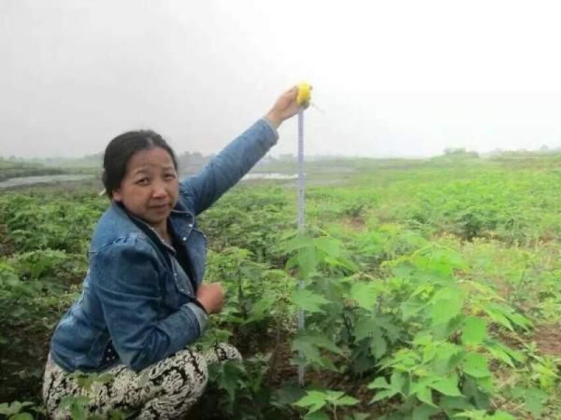 苟树苗