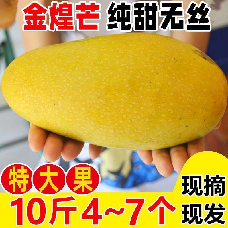 金煌芒【一件代发】3/5/9斤电商/微商/直播/产地直供