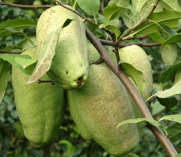 木瓜海棠果酱与果茶成品展示