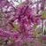 新采紫荆种子巨紫荆种子紫荆树种子紫荆花种子庭院花卉种子