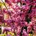 新采紫荆种子巨紫荆种子紫荆树种子紫荆花种子庭院花卉种子