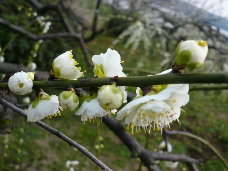 绿色梅花