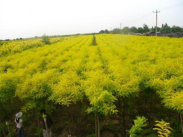 国槐苗木种植基地实景图,展示成排整齐的十五公分国槐苗木 国槐苗木种植基地实景图