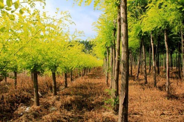 一棵地径20公分的国槐独立种植于城市公园草坪中央,树冠如巨伞展开,阳光透过叶片洒下斑驳光影。周围有休闲步道和长椅,市民在树下休憩,体现其良好的遮荫功能与人文关怀价值 地径20公分的国槐在公园中的应用实景