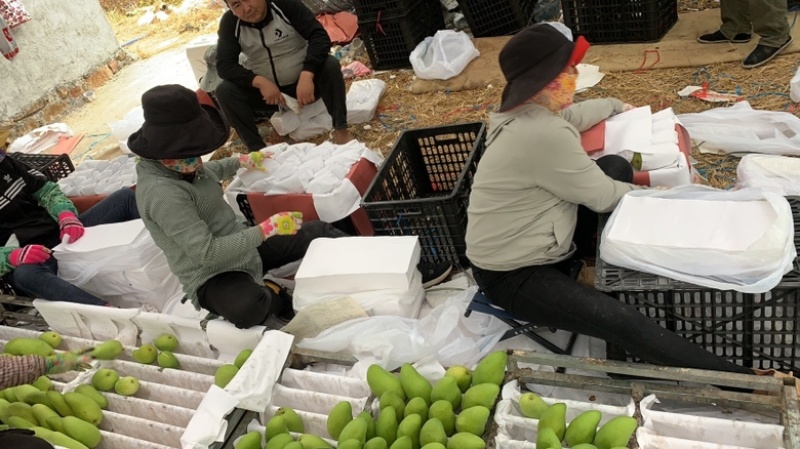 海南金煌芒、一件代发、对接社区团购，电商平台，