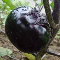 黑紫新鲜圆茄子鲜嫩茄子应季蔬菜农家自种现摘现