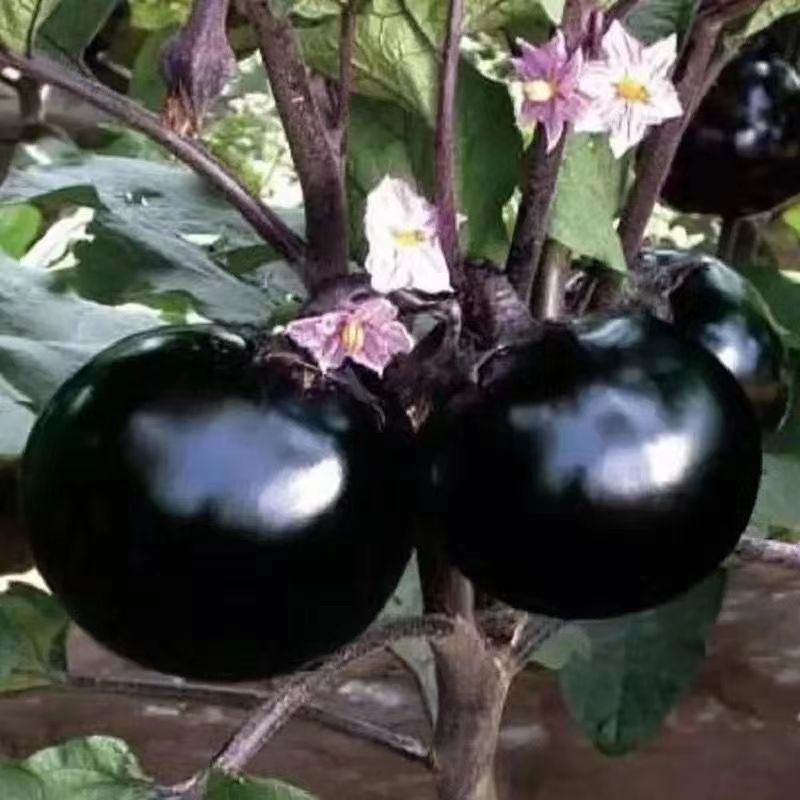黑紫新鲜圆茄子鲜嫩茄子应季蔬菜农家自种现摘现