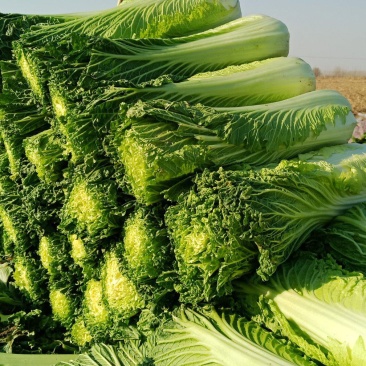 自家农场大白菜口感好无丝有专业工人包菜上车