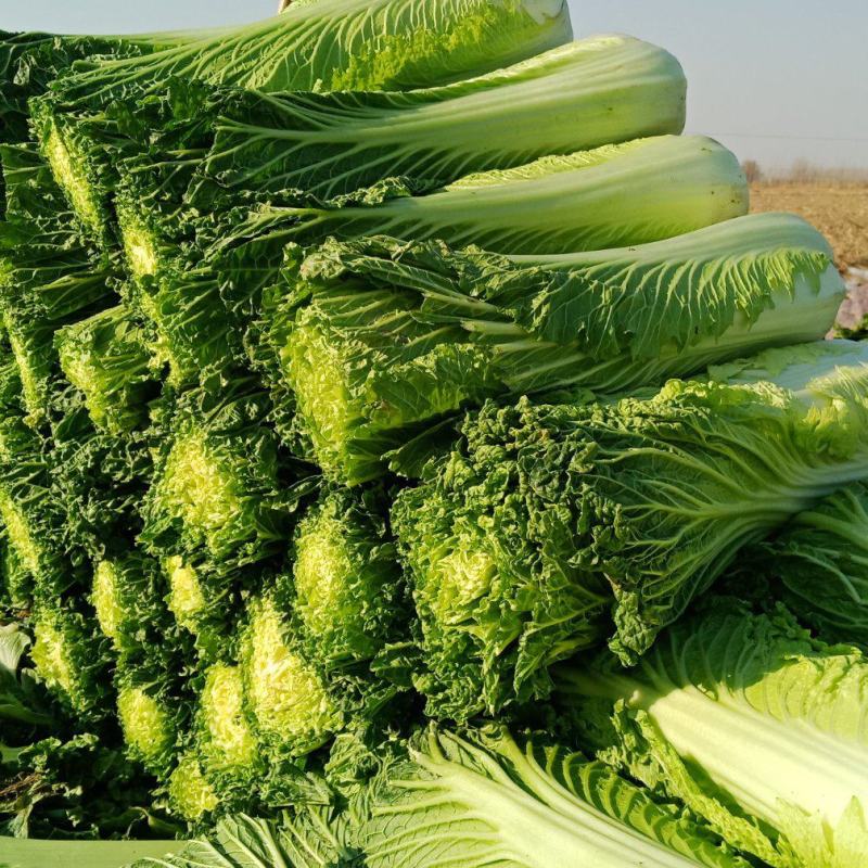 自家农场大白菜口感好无丝有专业工人包菜上车