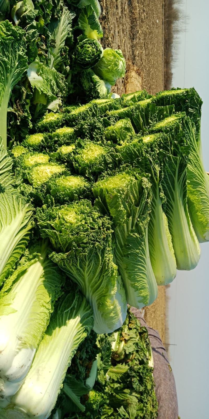 自家农场大白菜口感好无丝有专业工人包菜上车