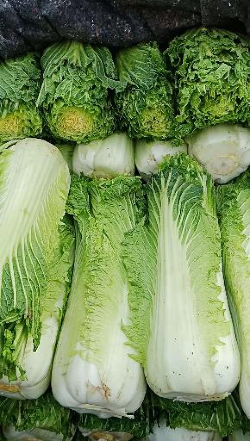 自家农场大白菜口感好无丝有专业工人包菜上车