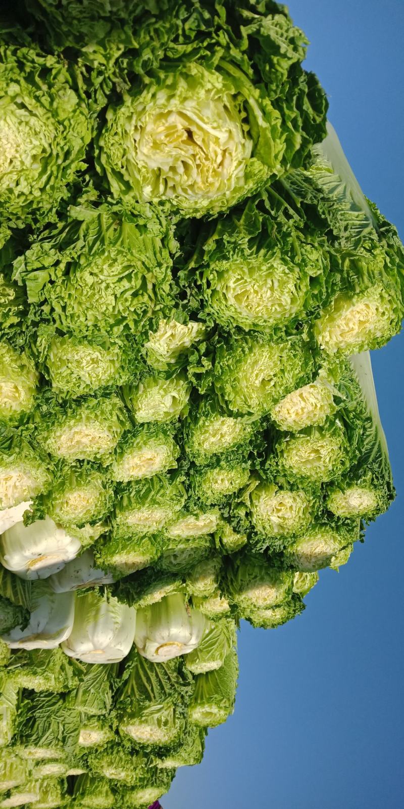 自家农场大白菜口感好无丝有专业工人包菜上车