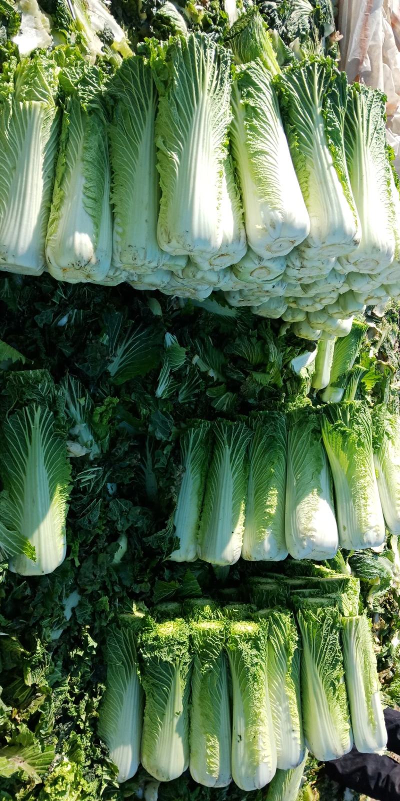 自家农场大白菜口感好无丝有专业工人包菜上车