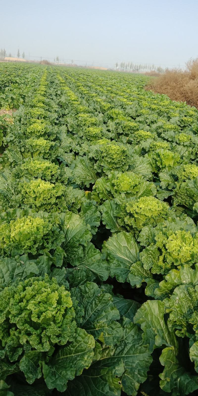 自家农场大白菜口感好无丝有专业工人包菜上车