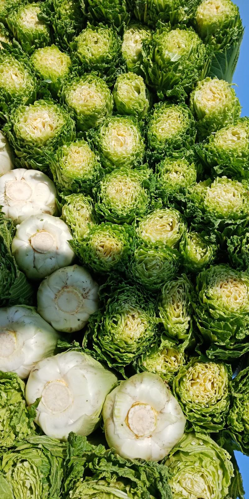 自家农场大白菜口感好无丝有专业工人包菜上车