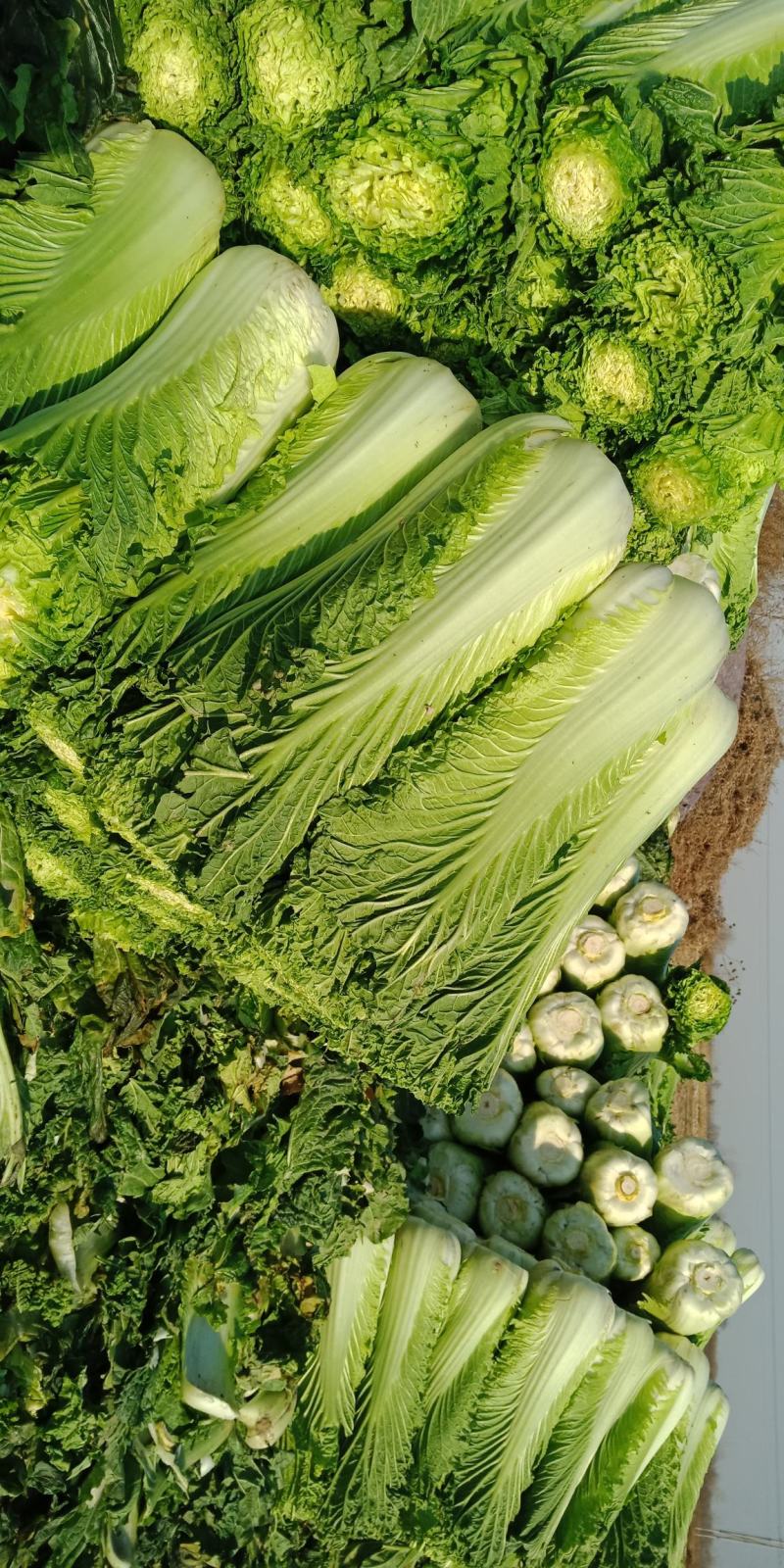 自家农场大白菜口感好无丝有专业工人包菜上车