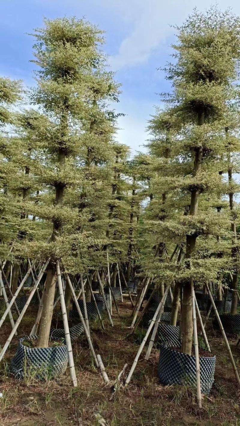 小叶榄仁，锦叶榄仁，人工造托，各种规格齐全，支持视频看货