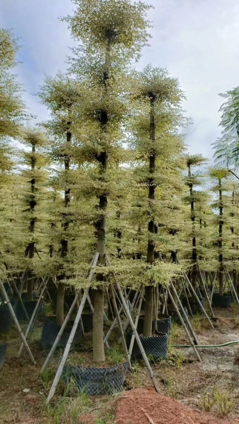 小叶榄仁，锦叶榄仁，人工造托，各种规格齐全，支持视频看货