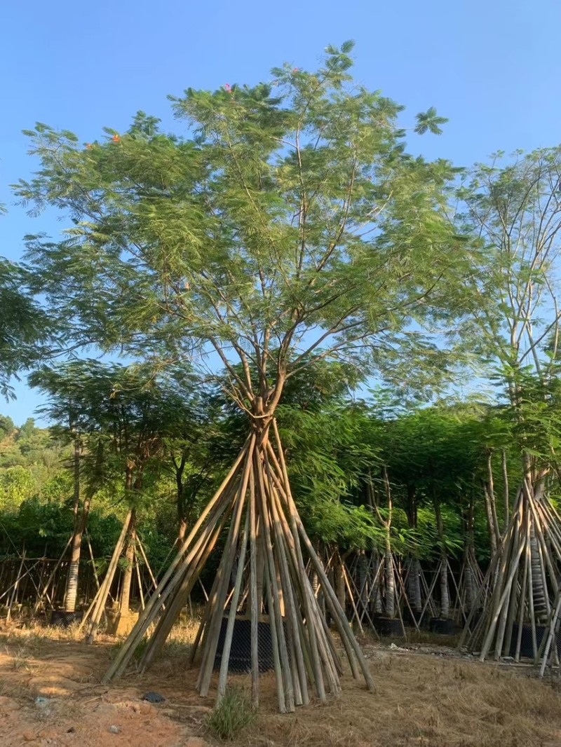 凤凰木5-50分各种规格，大量出售，支持视频看货