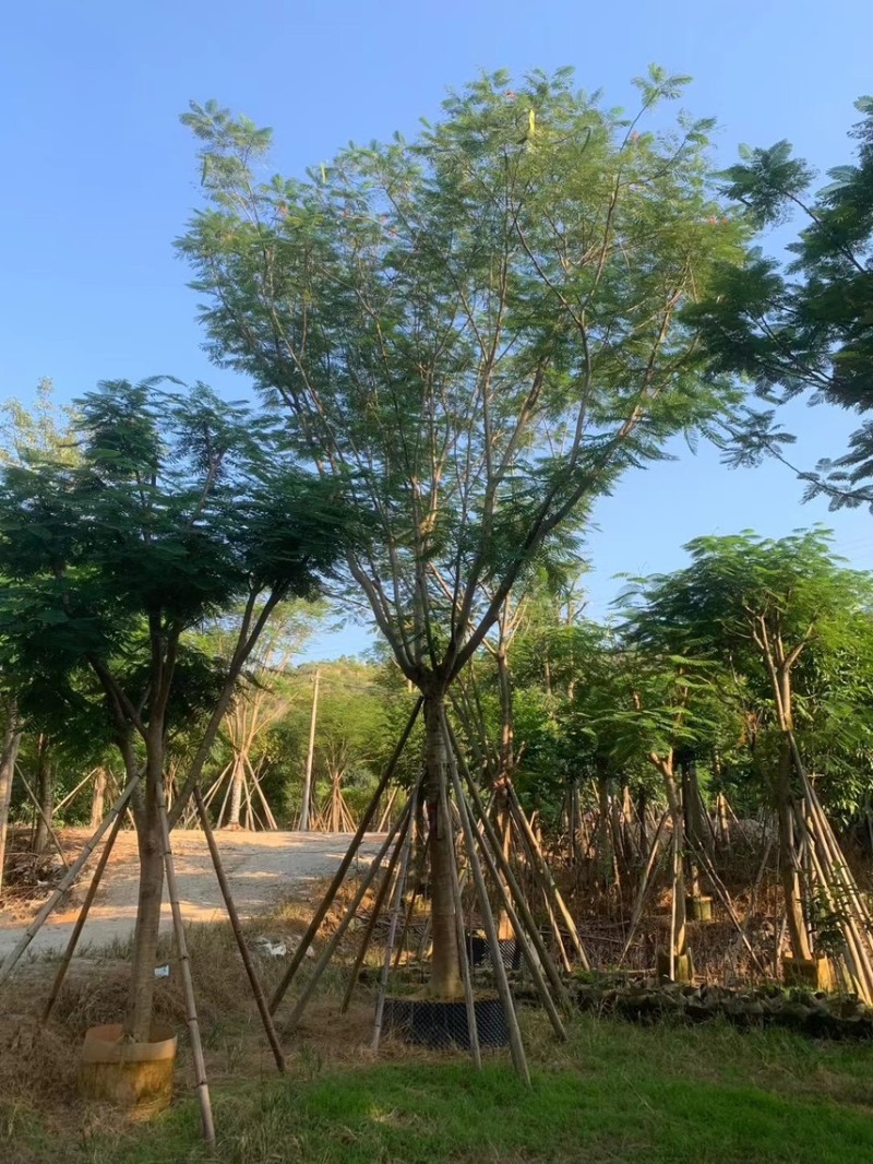 凤凰木5-50分各种规格，大量出售，支持视频看货