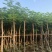凤凰木5-50分各种规格，大量出售，支持视频看货