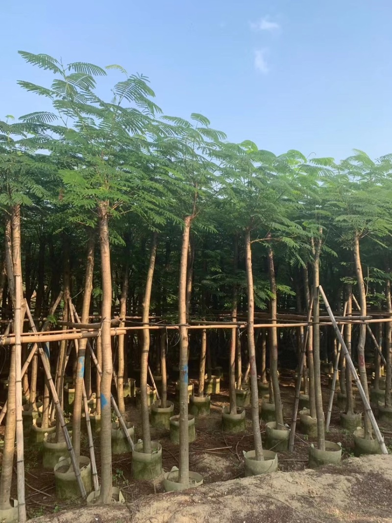 凤凰木5-50分各种规格，大量出售，支持视频看货