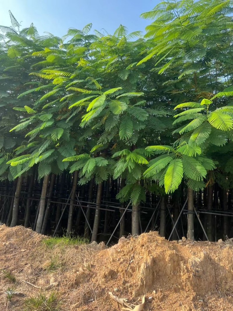 凤凰木5-50分各种规格，大量出售，支持视频看货