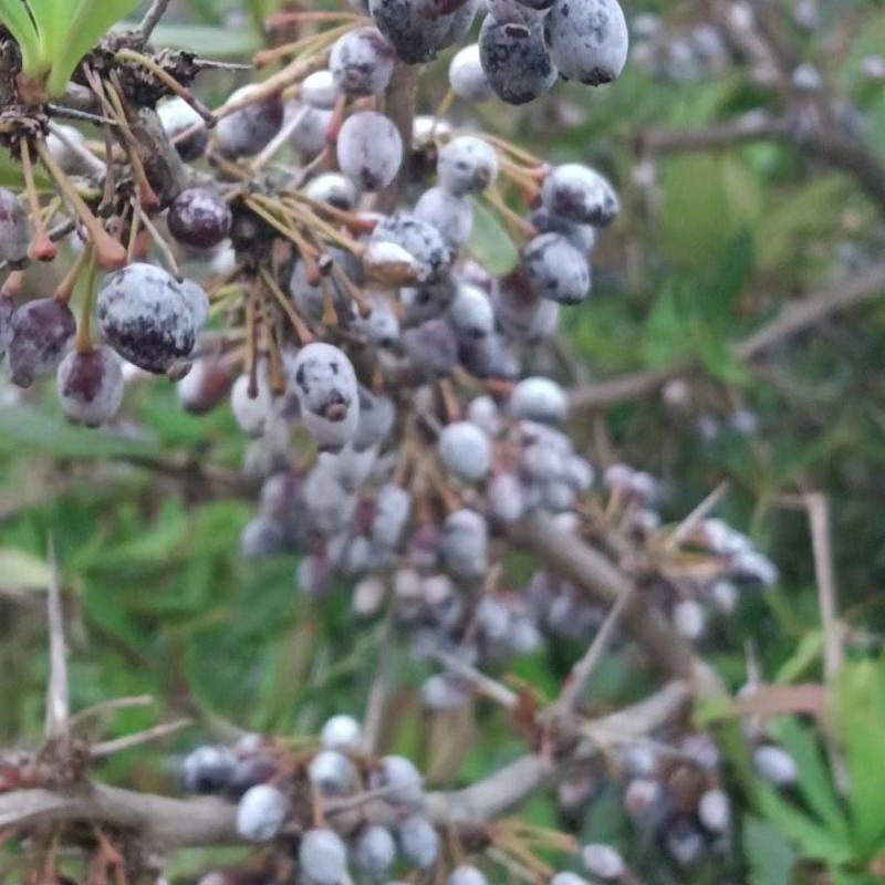 药材种子种苗三颗针苗三颗针种子量大联系