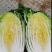 精品汉中大白菜，货量大，质量好，颜色好，