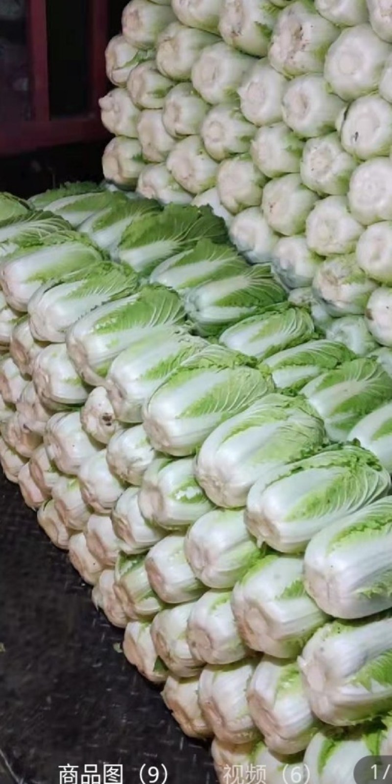 精品汉中大白菜，货量大，质量好，颜色好，