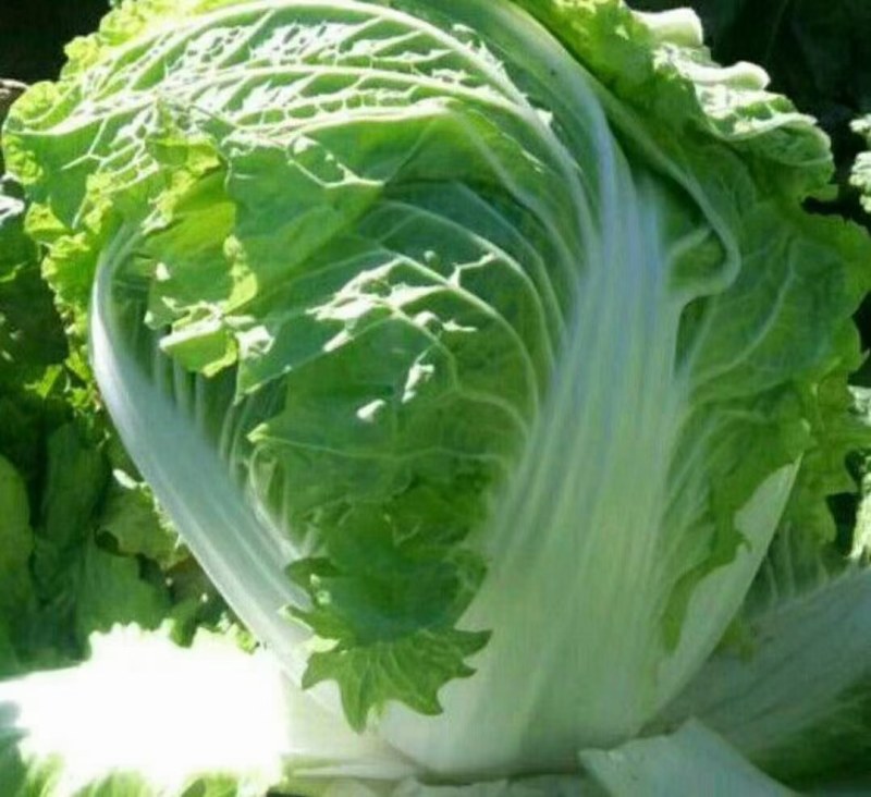 精品汉中大白菜，货量大，质量好，颜色好，