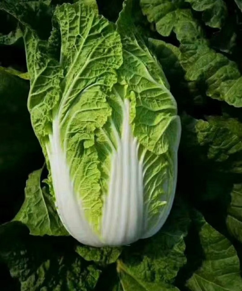 精品汉中大白菜，货量大，质量好，颜色好，