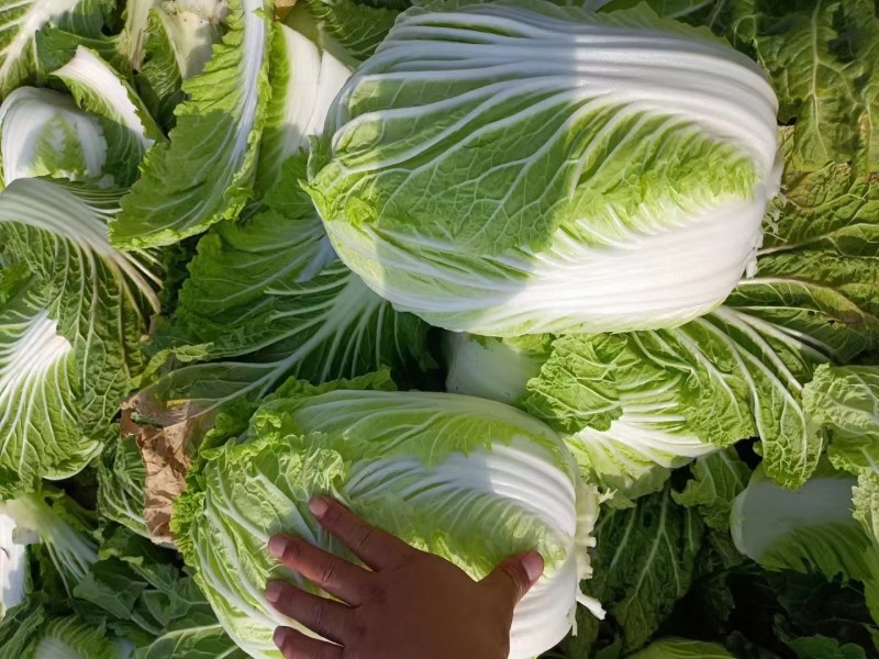 精品汉中大白菜，货量大，质量好，颜色好，