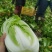 精品汉中大白菜，货量大，质量好，颜色好，