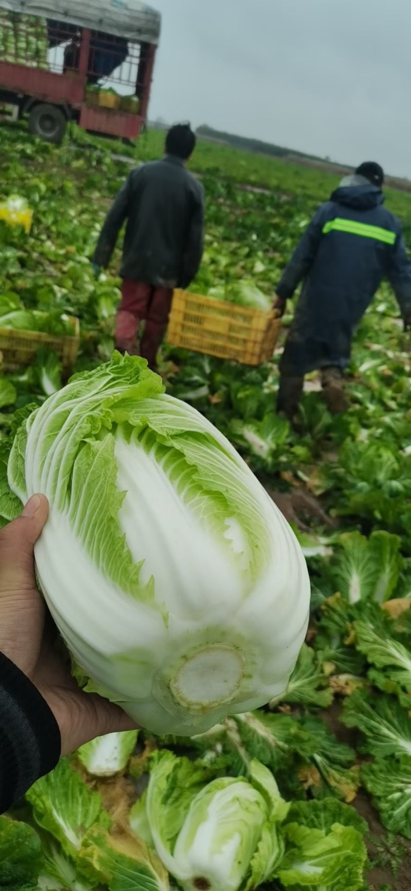 精品汉中大白菜，货量大，质量好，颜色好，