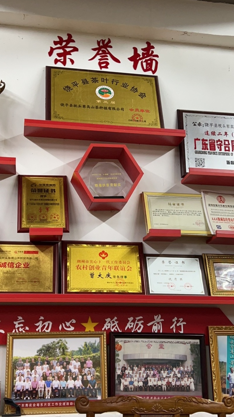 饶平县枕头岽高山茶