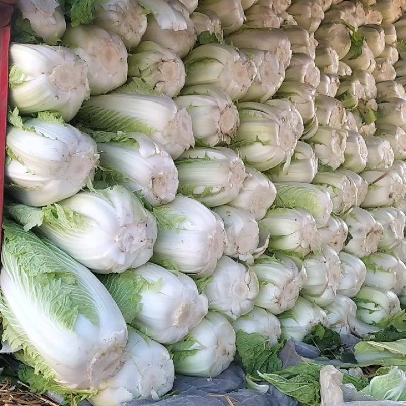 淮阳区大白菜，娃娃菜，货源充足，质量保证。价格低。