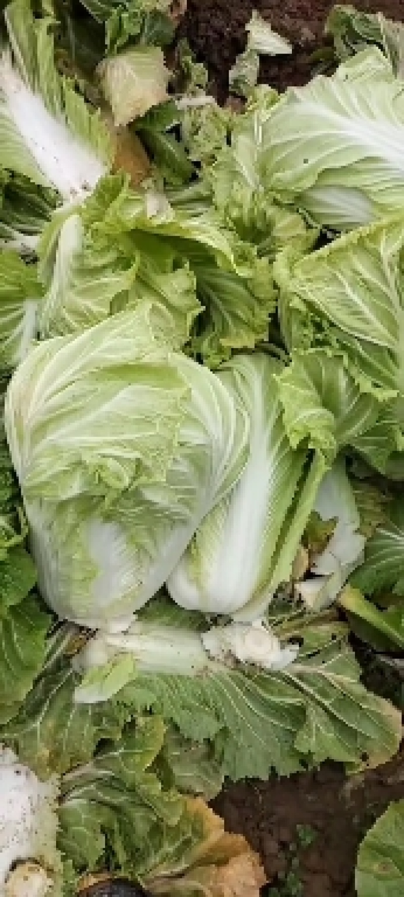 淮阳区大白菜，娃娃菜，货源充足，质量保证。价格低。