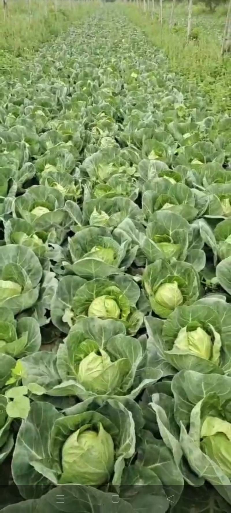 淮阳区大白菜，娃娃菜，货源充足，质量保证。价格低。
