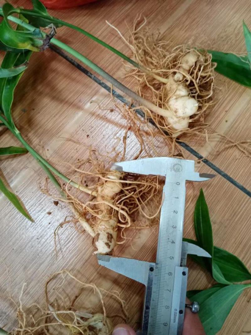 四川达州优质黄精苗现挖现发两年大苗基地直销