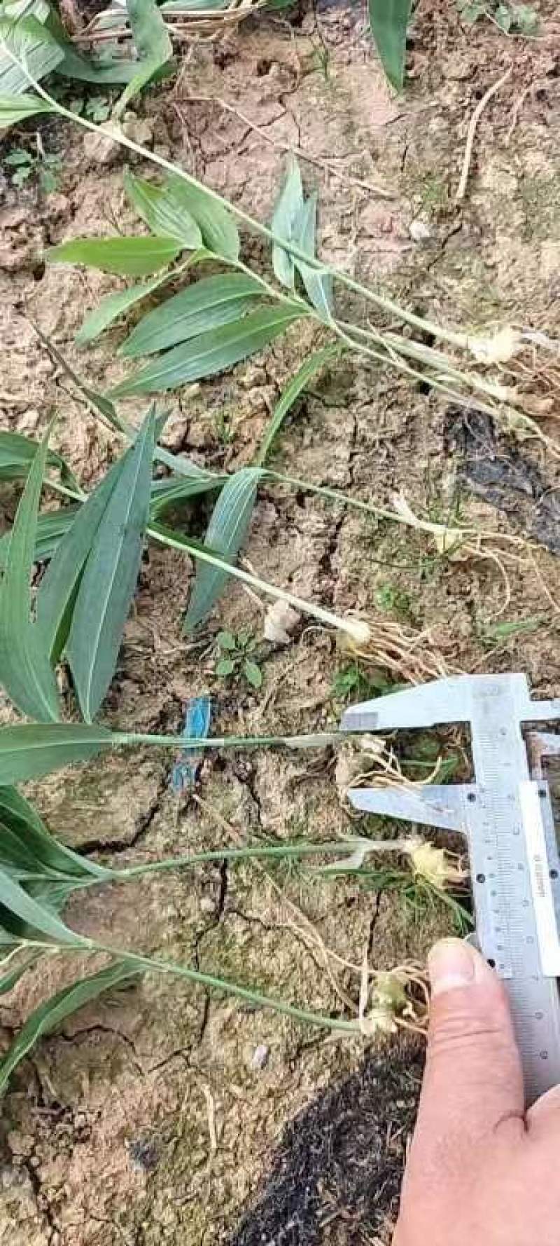 四川达州优质黄精苗现挖现发两年大苗基地直销