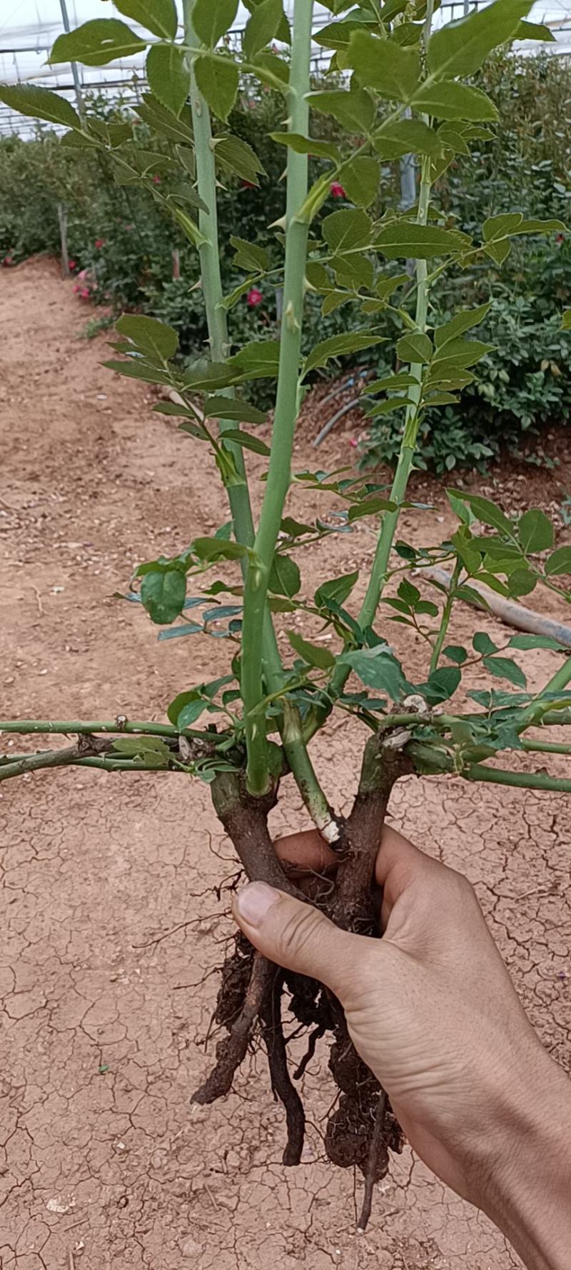 云南月季大苗工程绿化保证质量成活率高基地直供