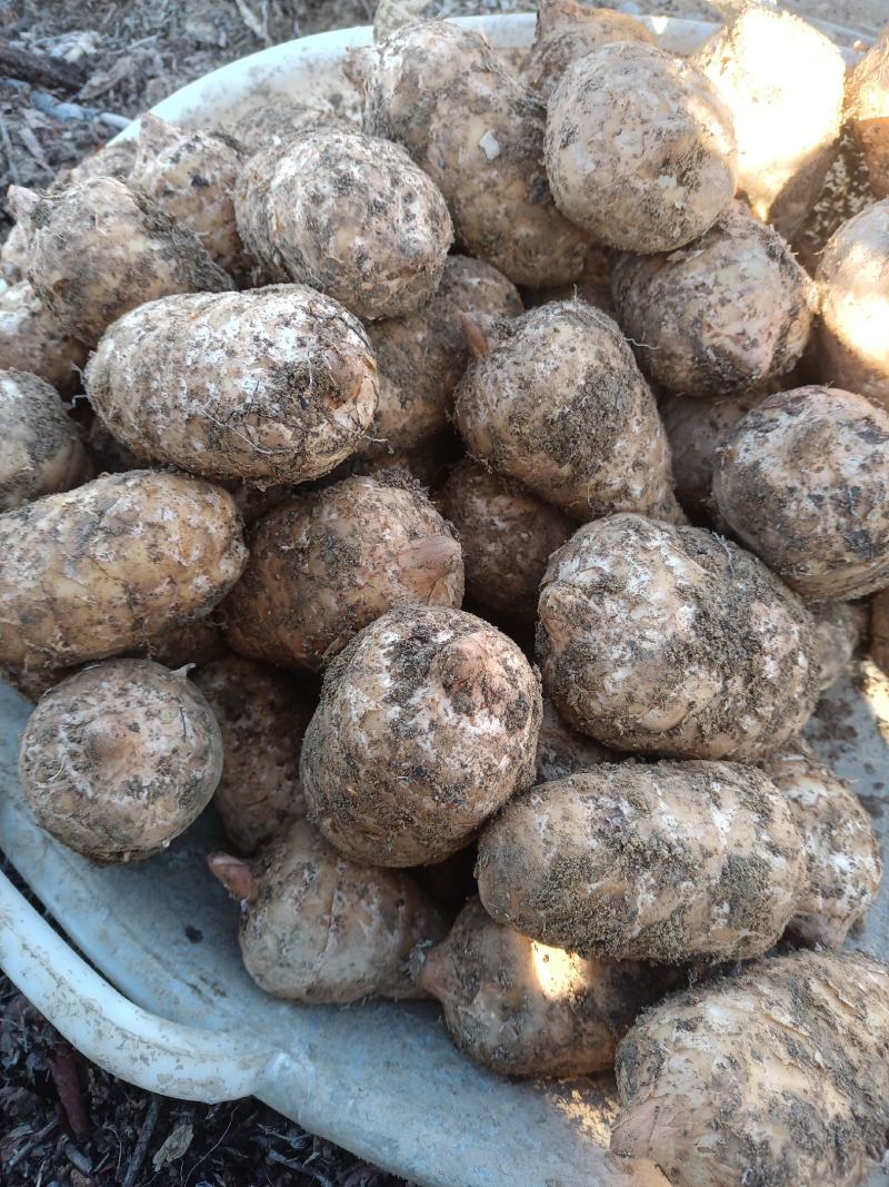 野生天麻，新鲜天麻，苗麻，种用天麻，花粉麻，五峰乌天麻