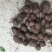 三叶青现挖新鲜选货大量现货欢迎老板来电咨询