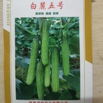 湘研黄瓜种子白丽五号长条绿白色脆甜结瓜多早熟高产