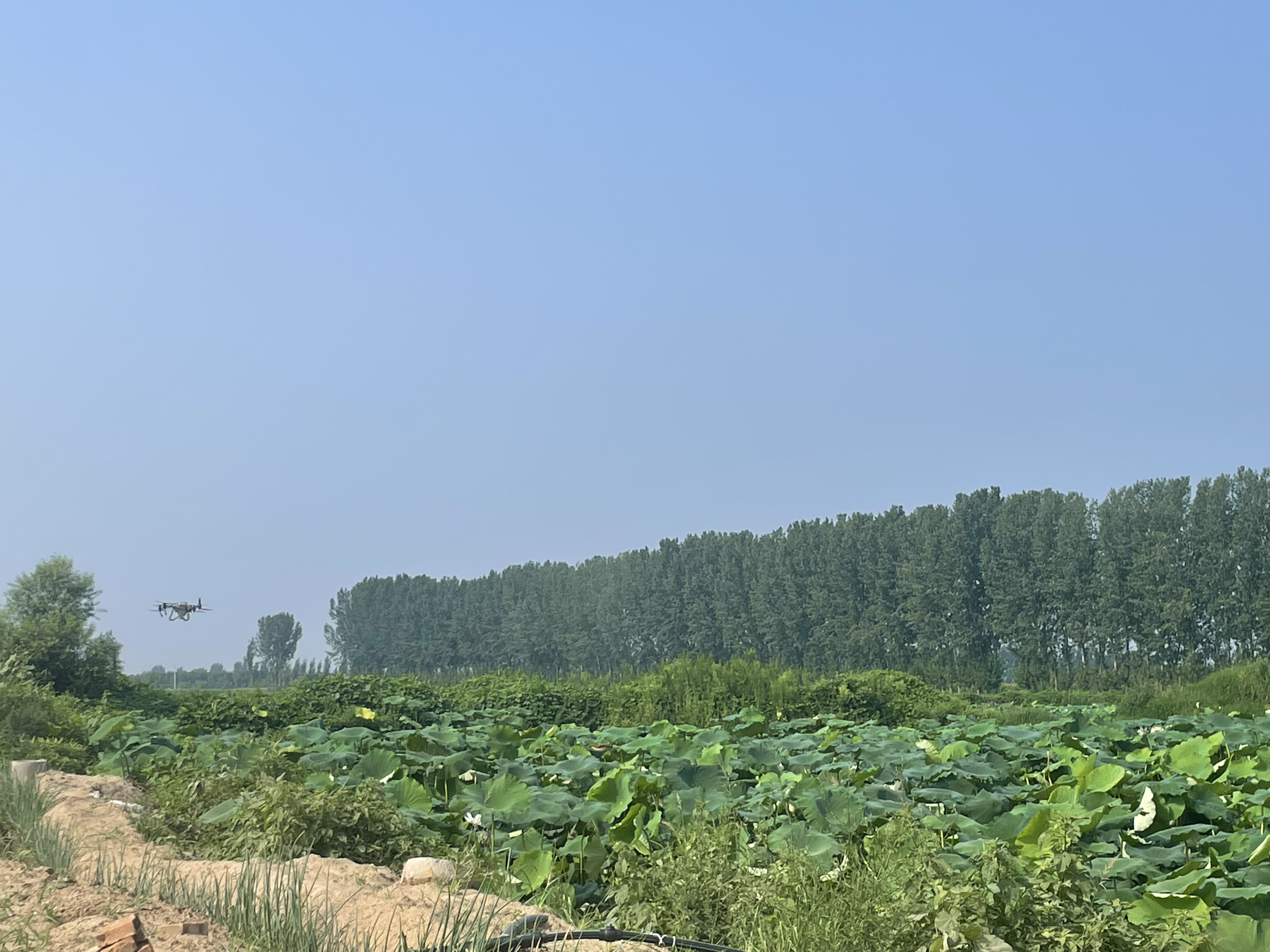 无人机航拍视角下的建宁夏季莲田,大片粉色荷花与绿色荷叶交错分布,水渠纵横,远处山峦环绕,展现生态种植环境 建宁莲田航拍全景